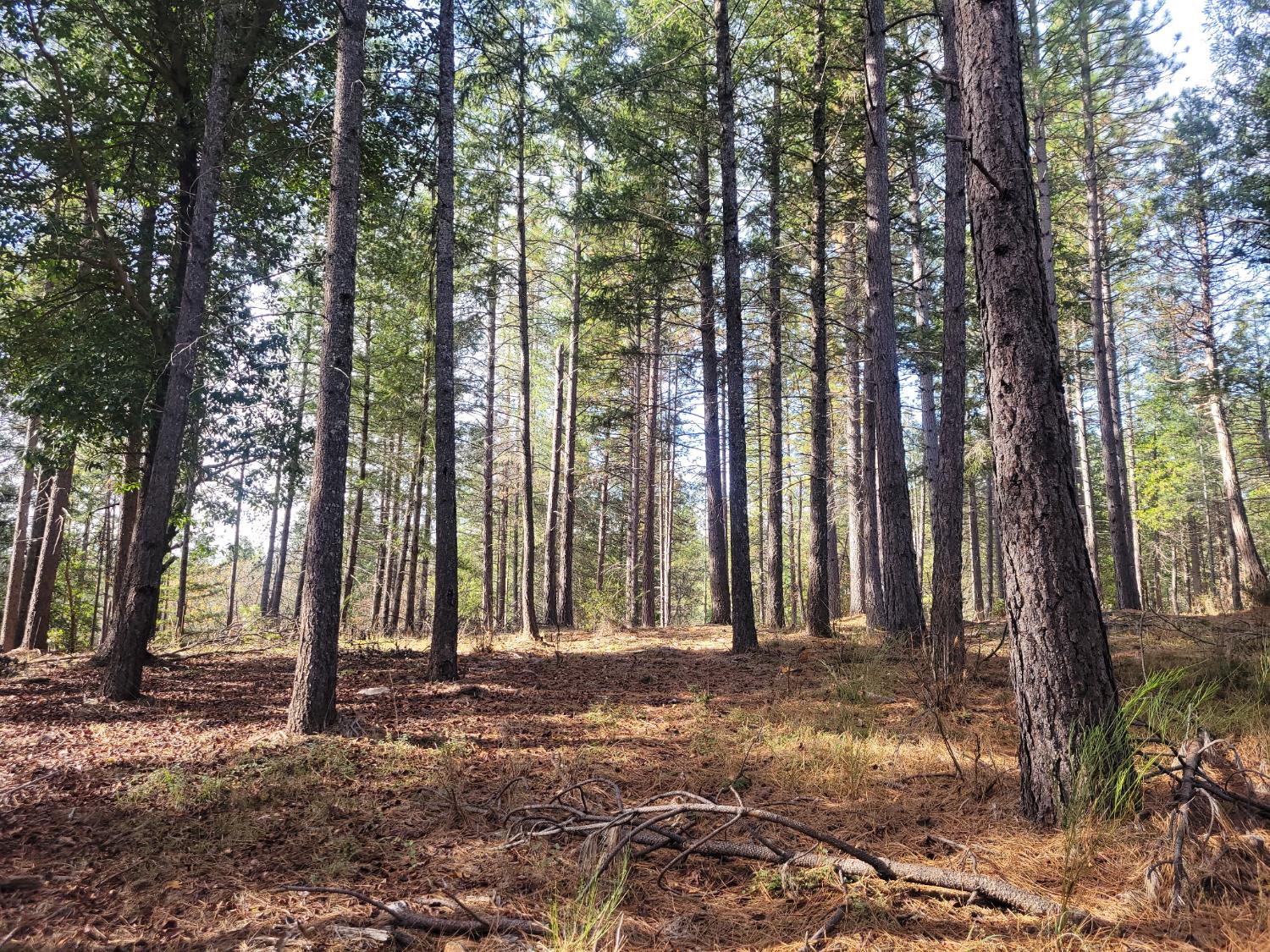 5861 Bear Creek Road Garden Valley, CA 95633 - Photo 4 of 24 a backyard of a house with lots of green space