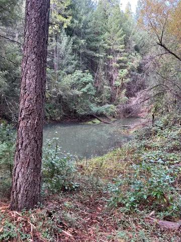 a view of a lake with lots of trees