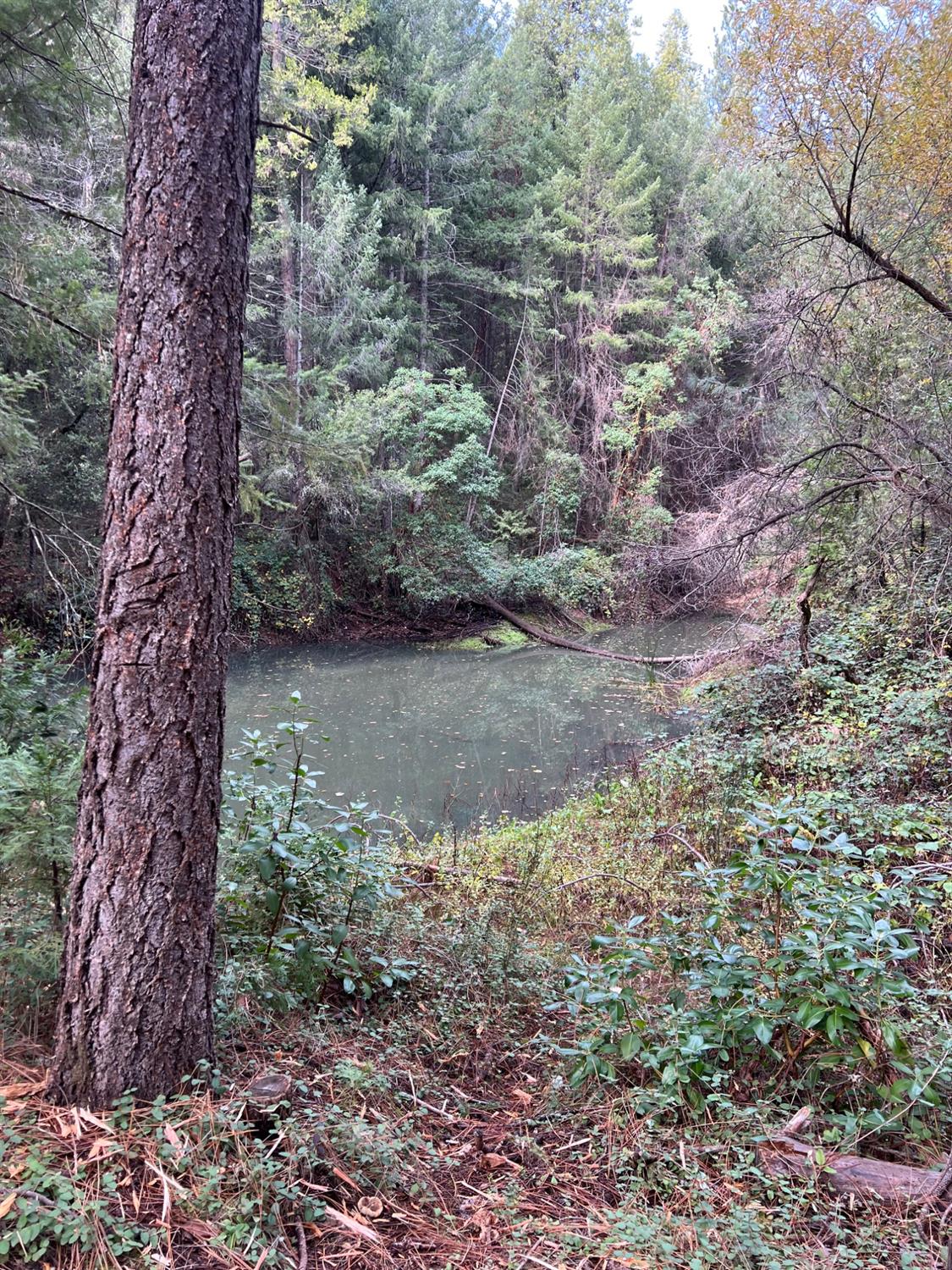 5861 Bear Creek Road Garden Valley, CA 95633 - Photo 5 of 24 a view of a lake with lots of trees