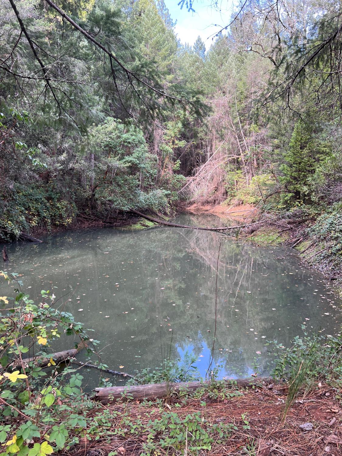 5861 Bear Creek Road Garden Valley, CA 95633 - Photo 6 of 24 a backyard of a house