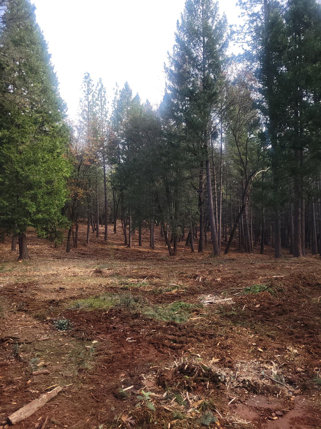 5861 Bear Creek Road Garden Valley, CA 95633 - Photo 8 of 24 a view of outdoor space with trees