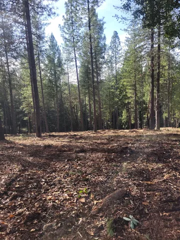 a outdoor space with lots of trees
