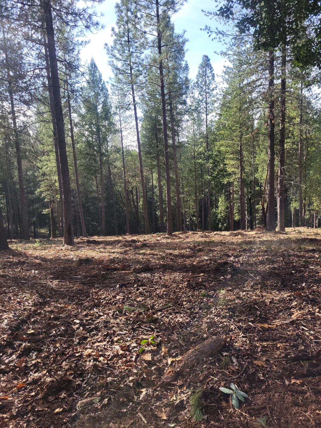 5861 Bear Creek Road Garden Valley, CA 95633 - Photo 9 of 24 a outdoor space with lots of trees