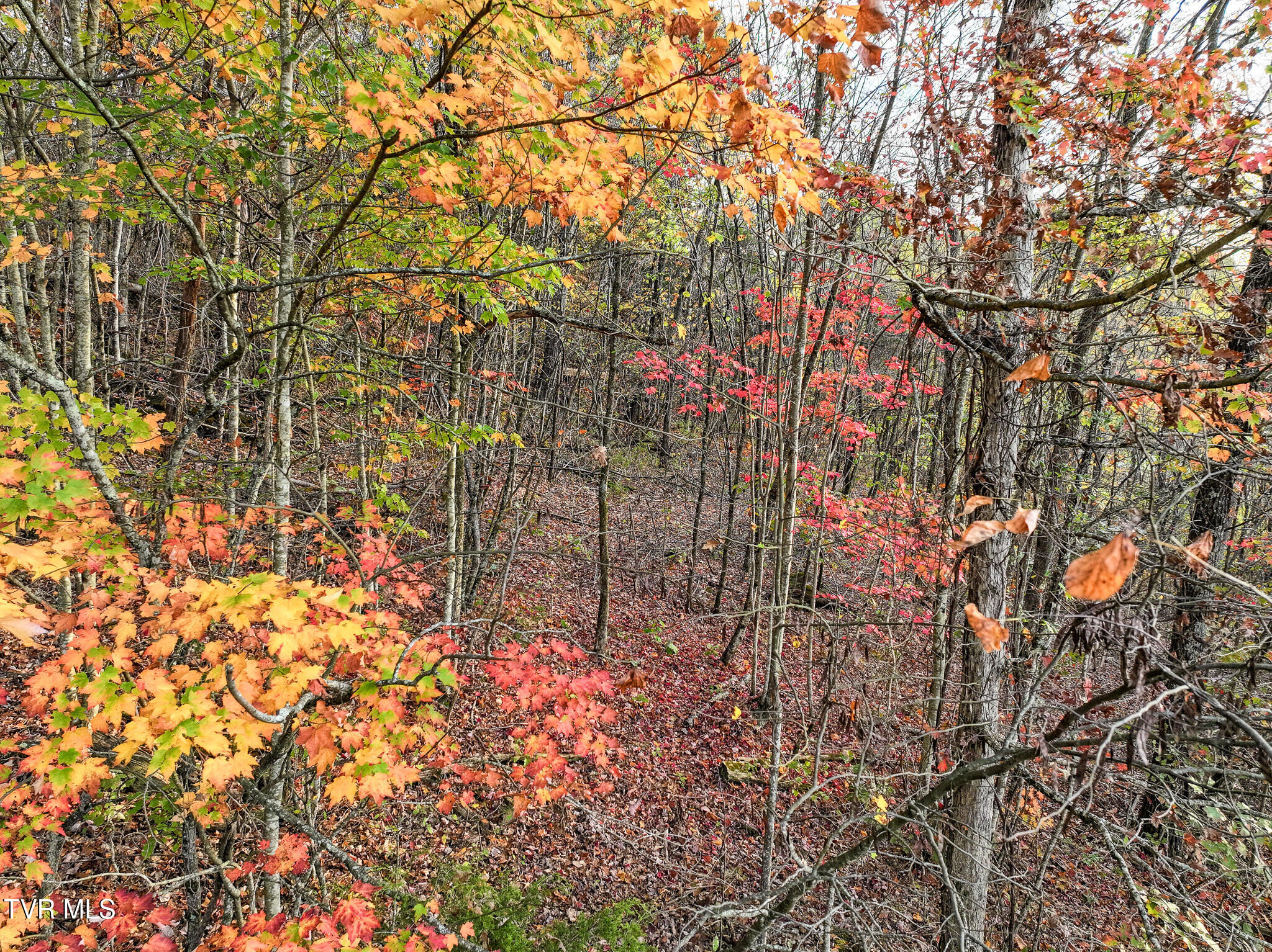 2062 Pleasant Ridge School Road Talbott, TN 37877 - Photo 54 of 68 DJI_20241105081245_0836_D