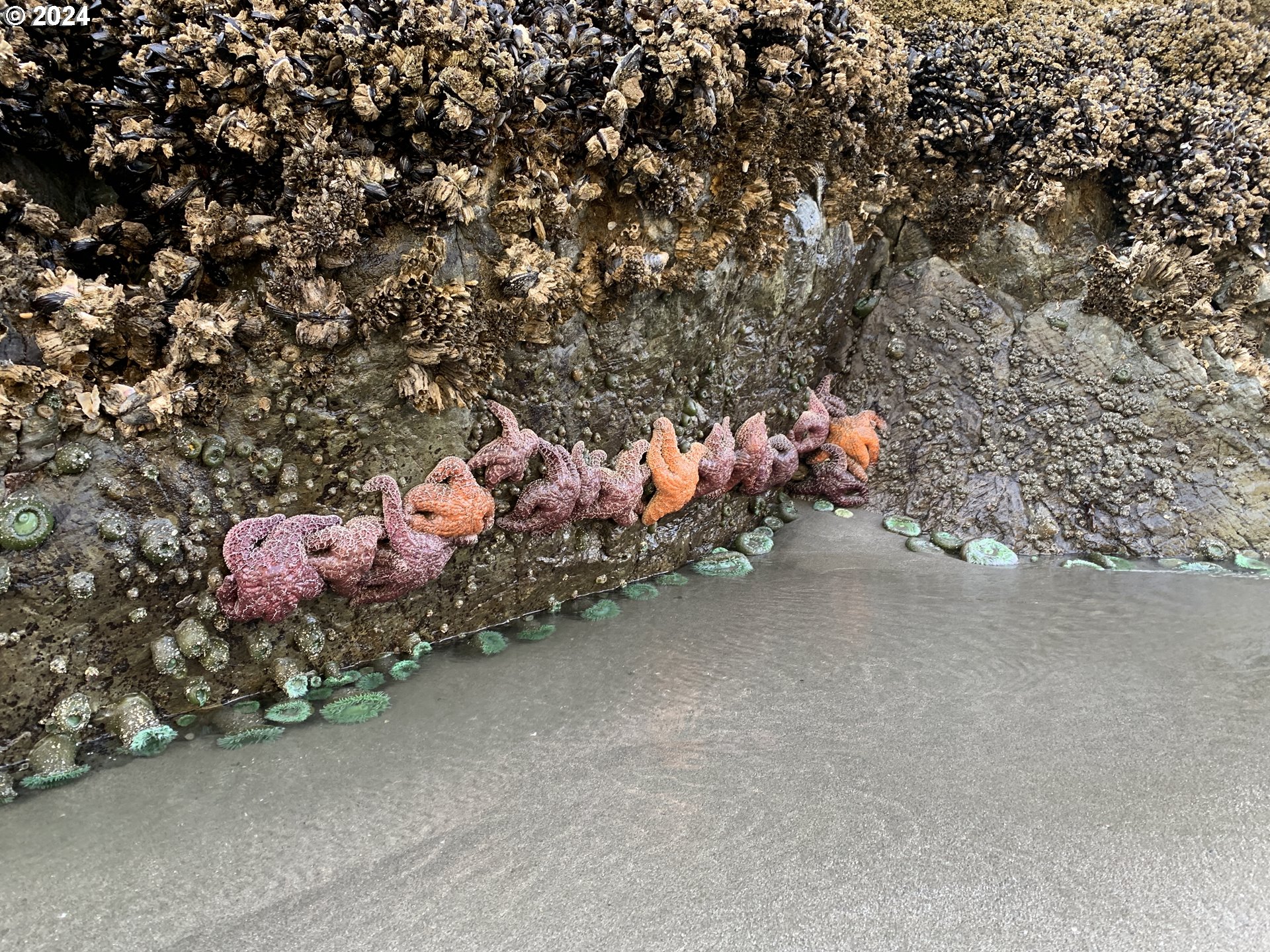 96405 Oceanside E Drive Brookings, OR 97415 - Photo 46 of 47