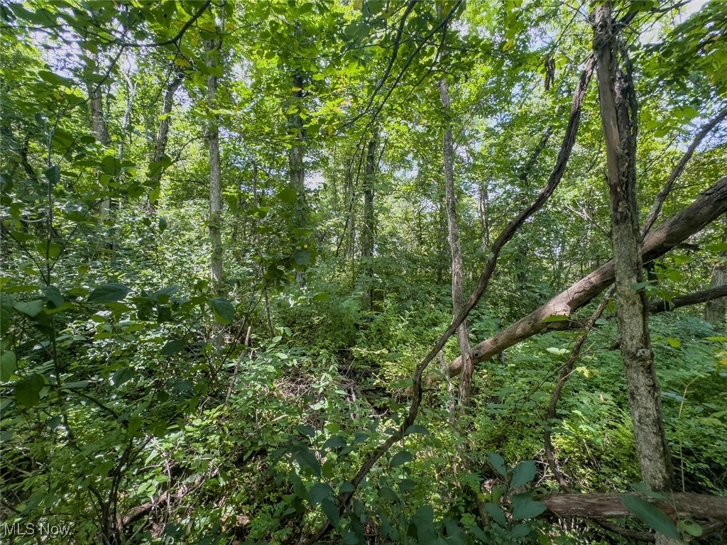 0 Mill St Road Quaker City, OH 43773 - Photo 6 of 23 View of woods