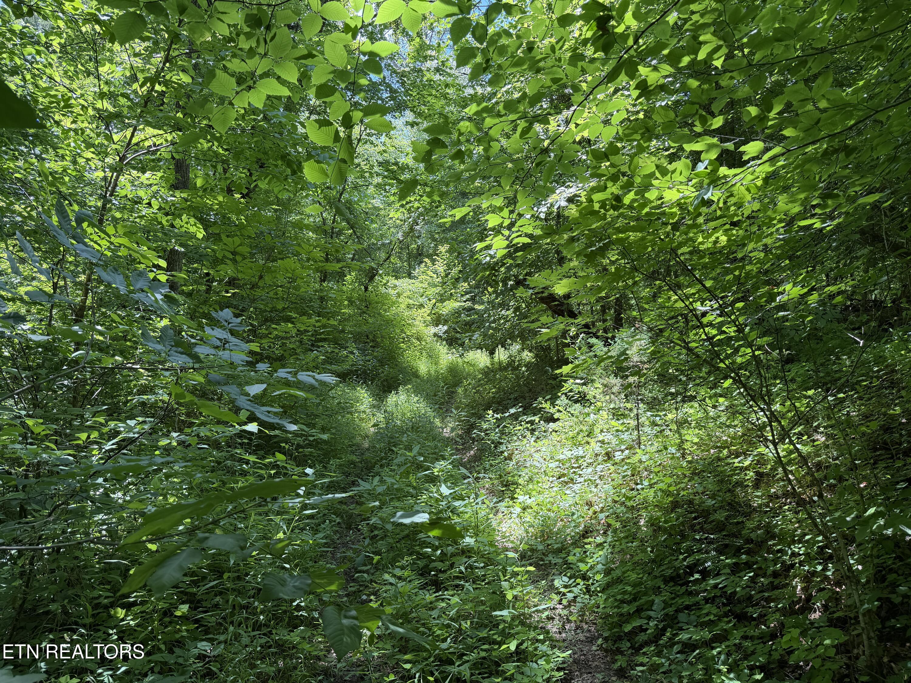 0 Mountain Shores Road New Tazewell, TN 37825 - Photo 6 of 8 IMG_3002 2