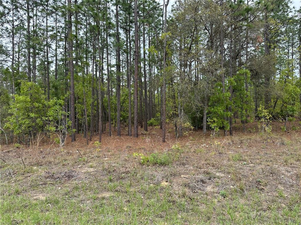 a view of outdoor space with trees