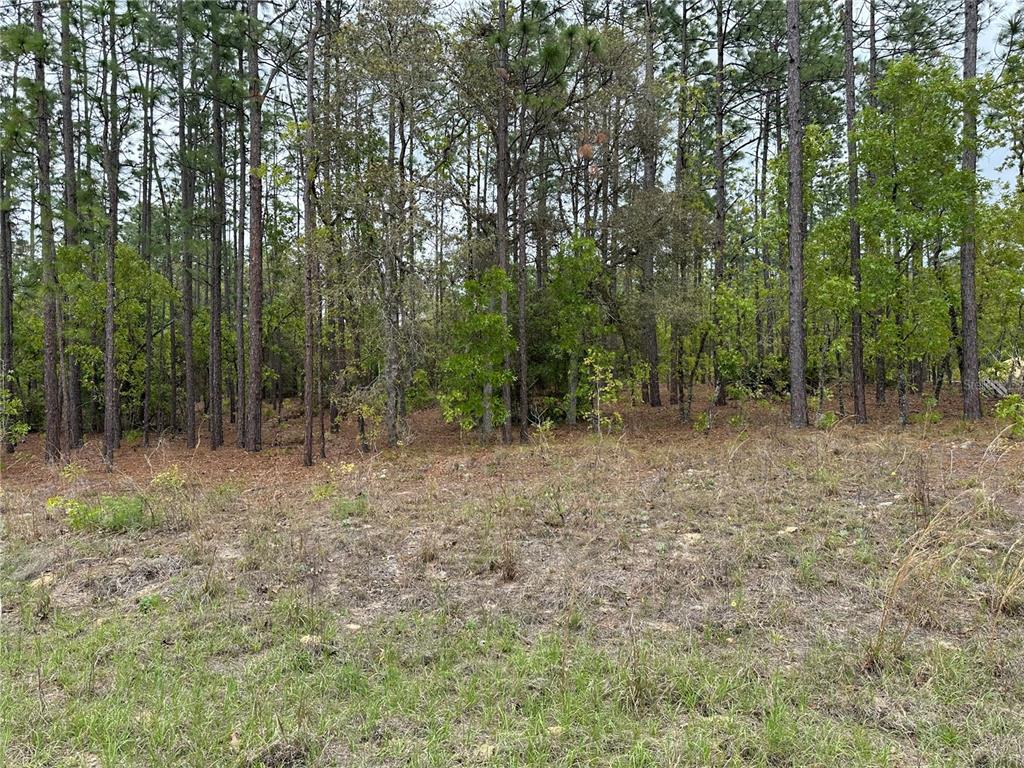 Southwest 125th Court Road Dunnellon, FL 34432 - Photo 2 of 5 a view of outdoor space and green space