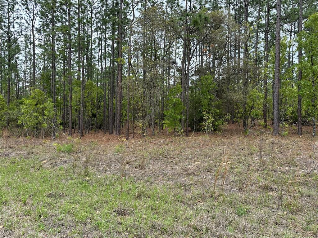 Southwest 125th Court Road Dunnellon, FL 34432 - Photo 5 of 5 a view of outdoor space and green space