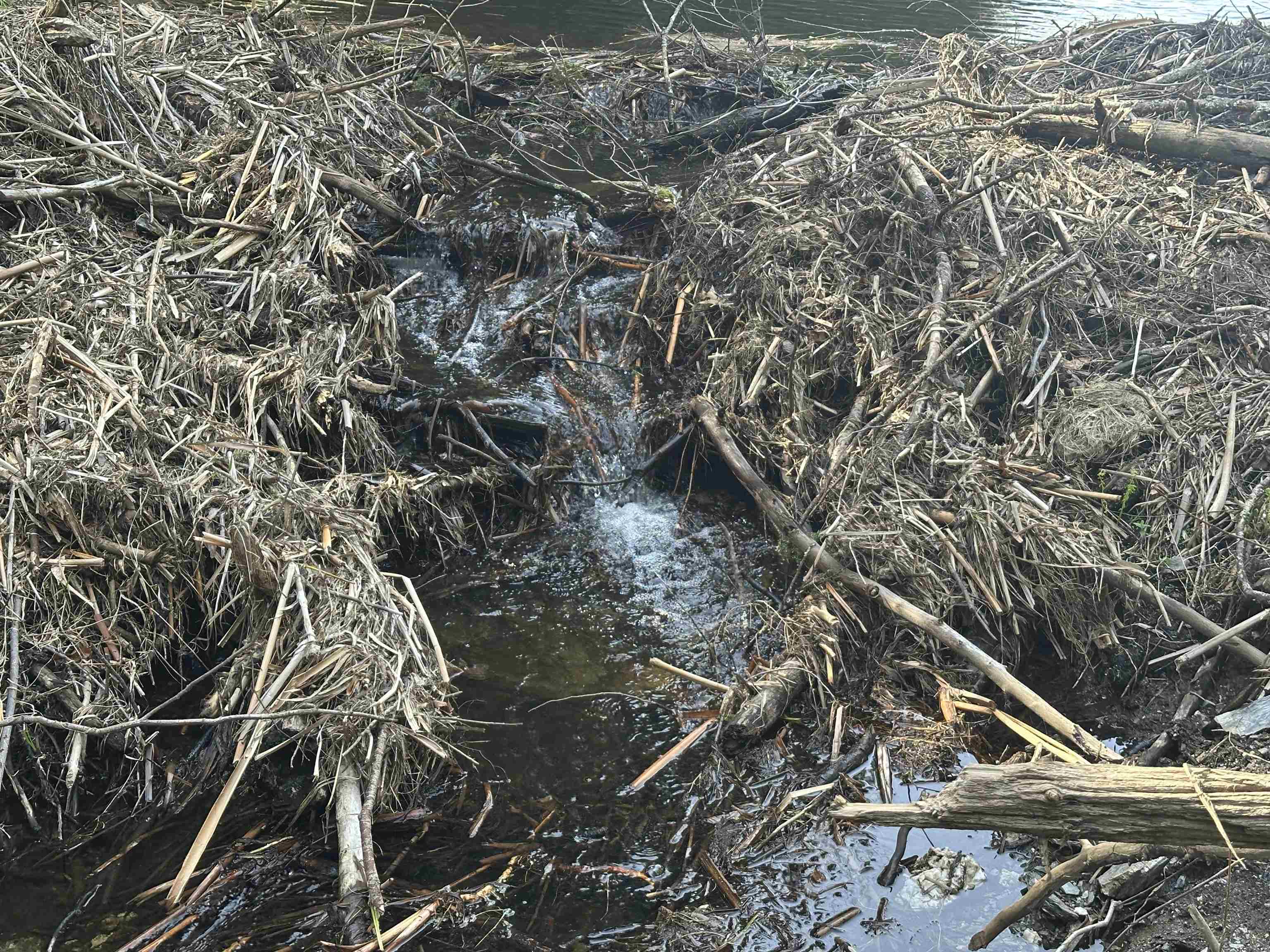 603 Anderson Drive Hubbardton, VT 05743 - Photo 43 of 60