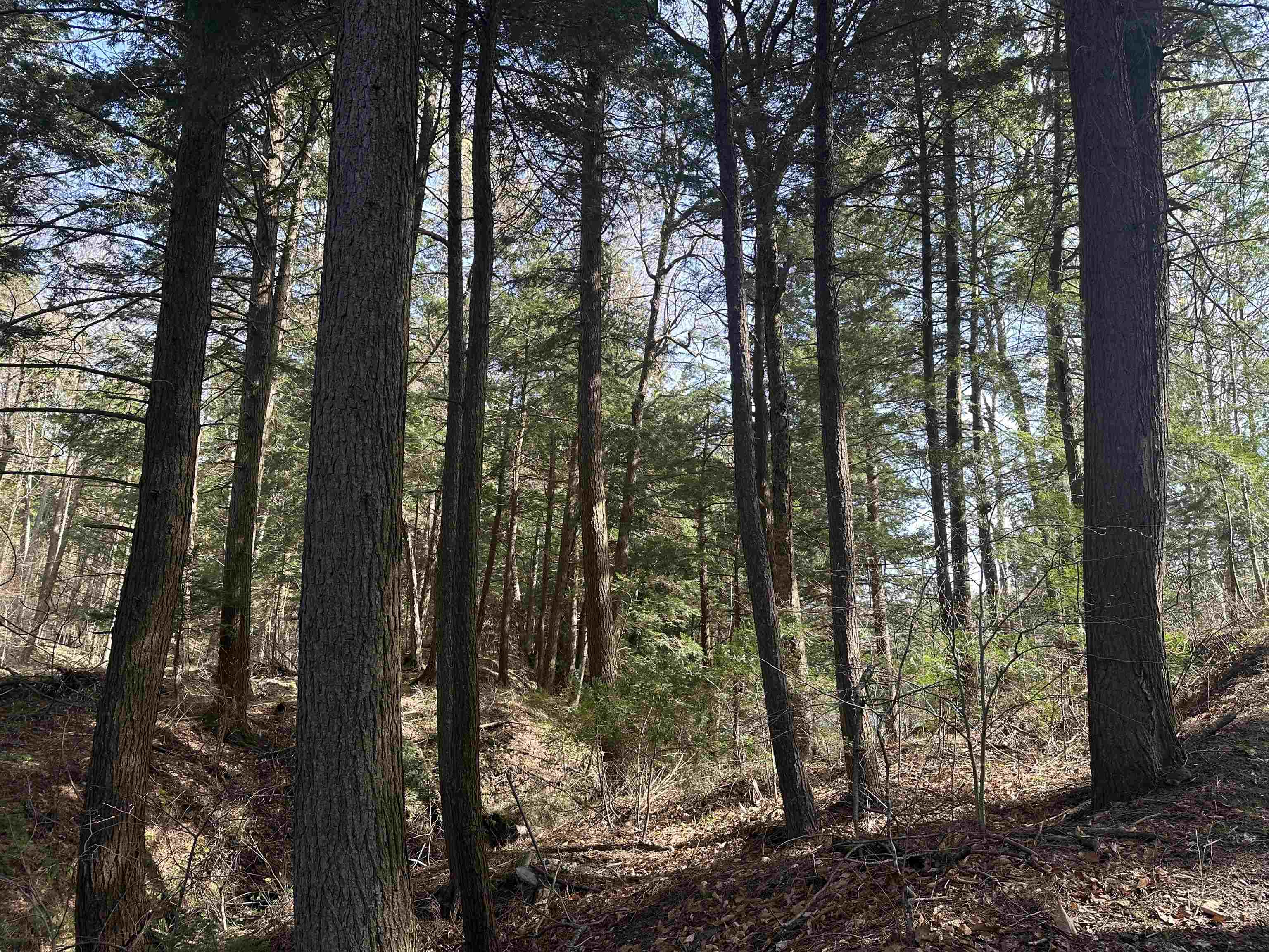 603 Anderson Drive Hubbardton, VT 05743 - Photo 47 of 60