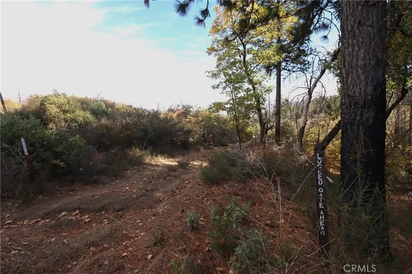a view of a forest with a tree