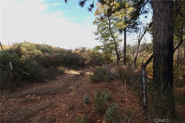 a view of a forest with a tree