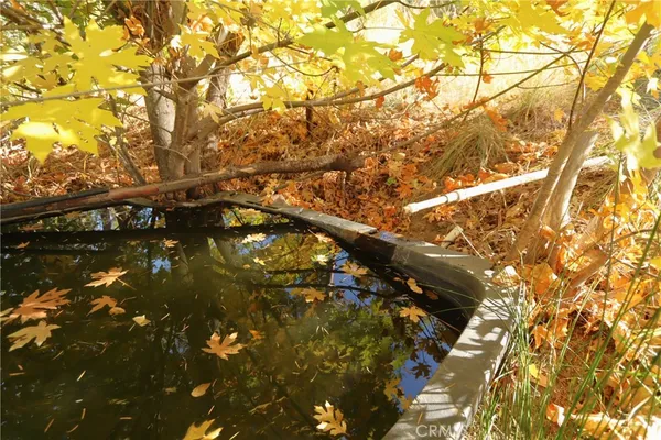 a picture of tree