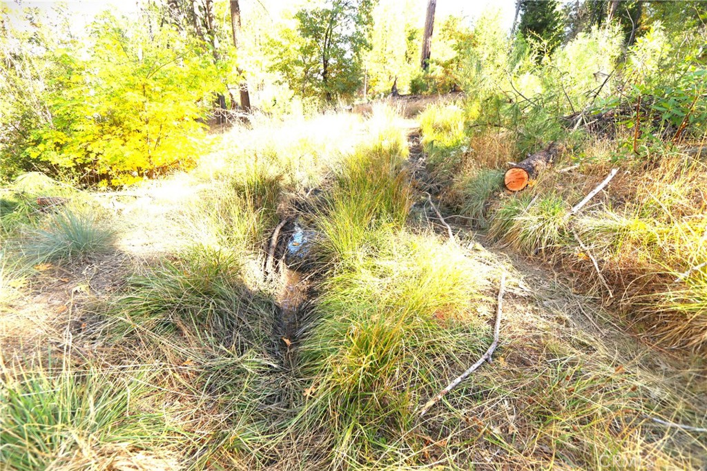 15667 17 N 11 Road Upper Lake, CA 95485 - Photo 10 of 19 a view of a yard with large trees