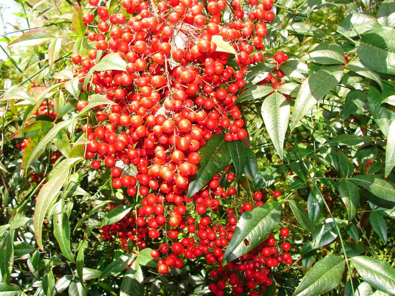 409 Vernon Terrace Raleigh, NC 27609 - Photo 20 of 23 Berried Bushes