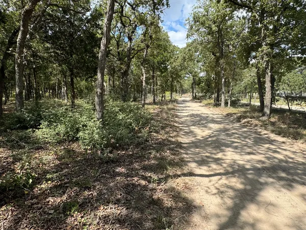 a view of a yard with plants and trees
