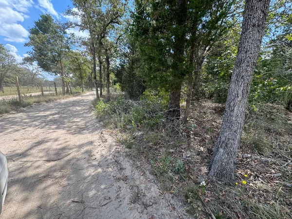 a view of a forest with trees in the background