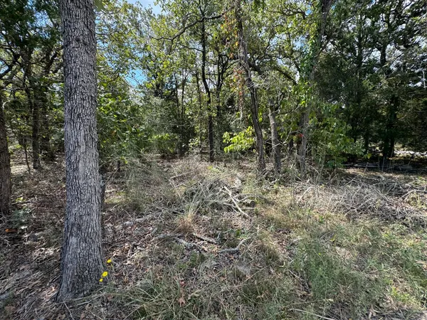a view of a forest with trees in the background