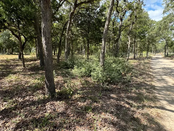a view of a forest with trees in the background