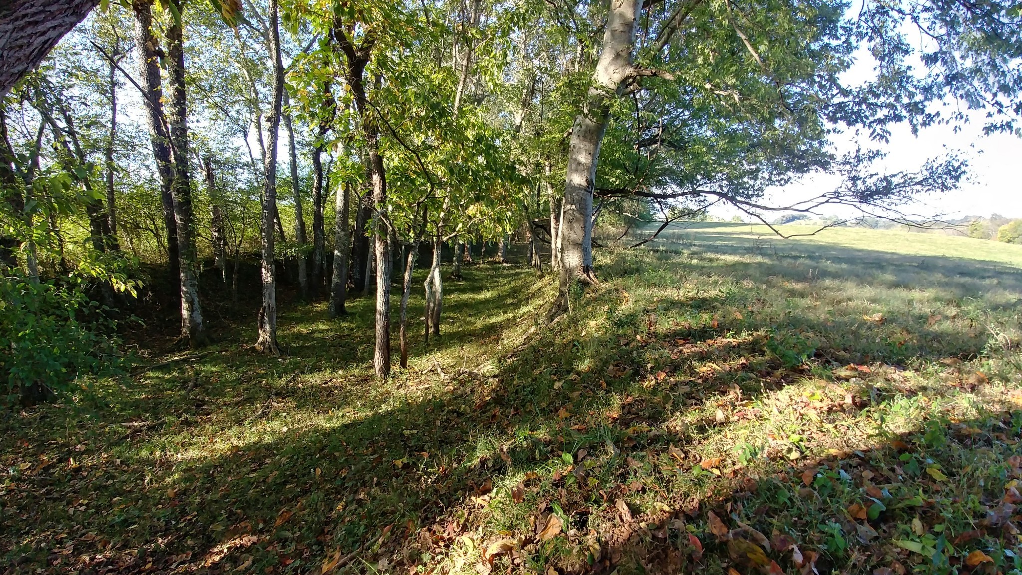 2755 Water Valley Road Santa Fe, TN 38482 - Photo 14 of 18 a big yard with lots of green space and plants