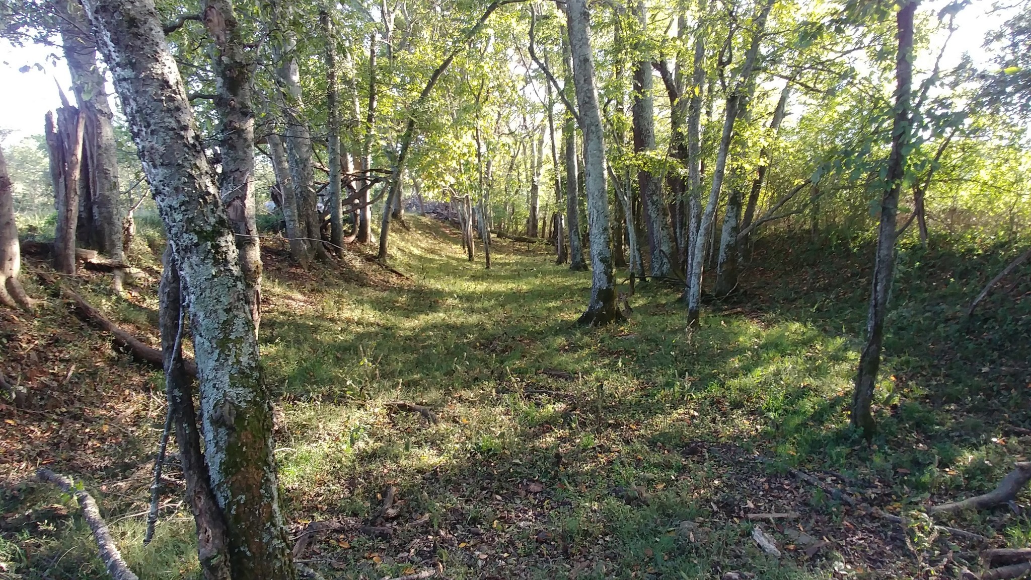 2755 Water Valley Road Santa Fe, TN 38482 - Photo 15 of 18 a big yard with lots of green space and trees
