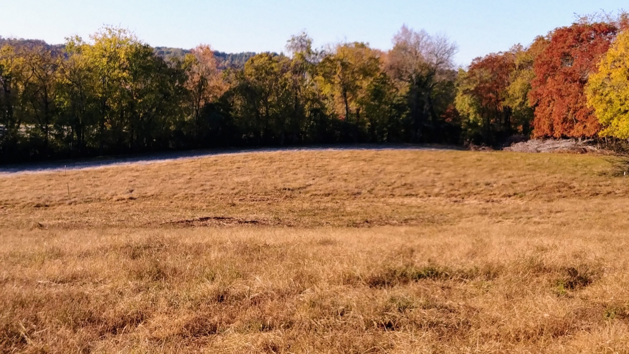 2755 Water Valley Road Santa Fe, TN 38482 - Photo 6 of 18 a view of yard