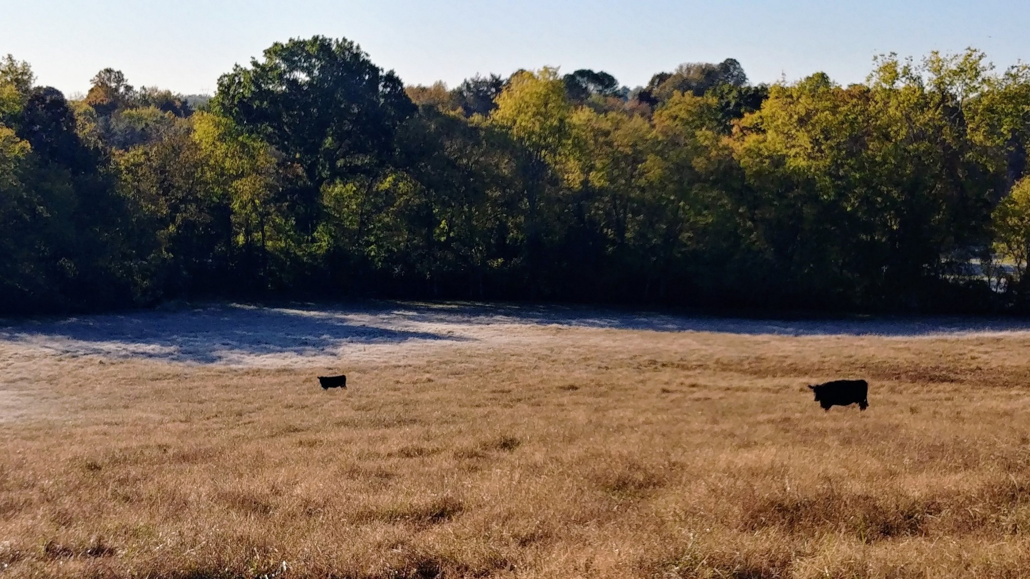 2755 Water Valley Road Santa Fe, TN 38482 - Photo 7 of 18 a view of yard