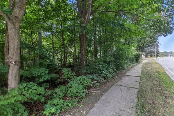 a view of a yard with plants and large trees