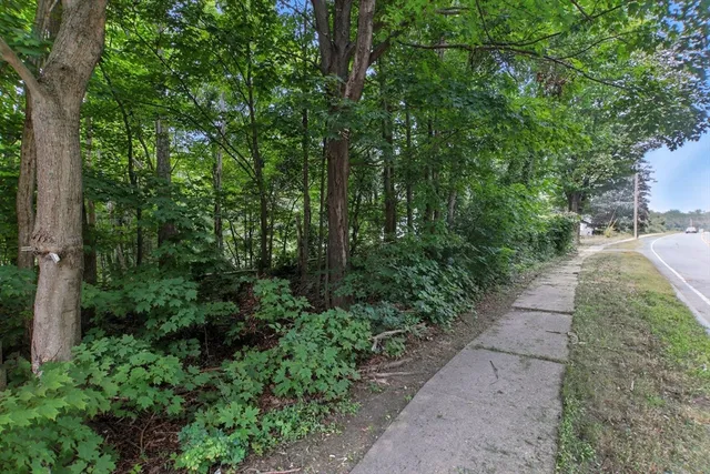 a view of a yard with plants and large trees