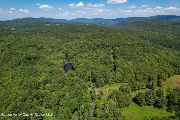 a view of a lush green forest