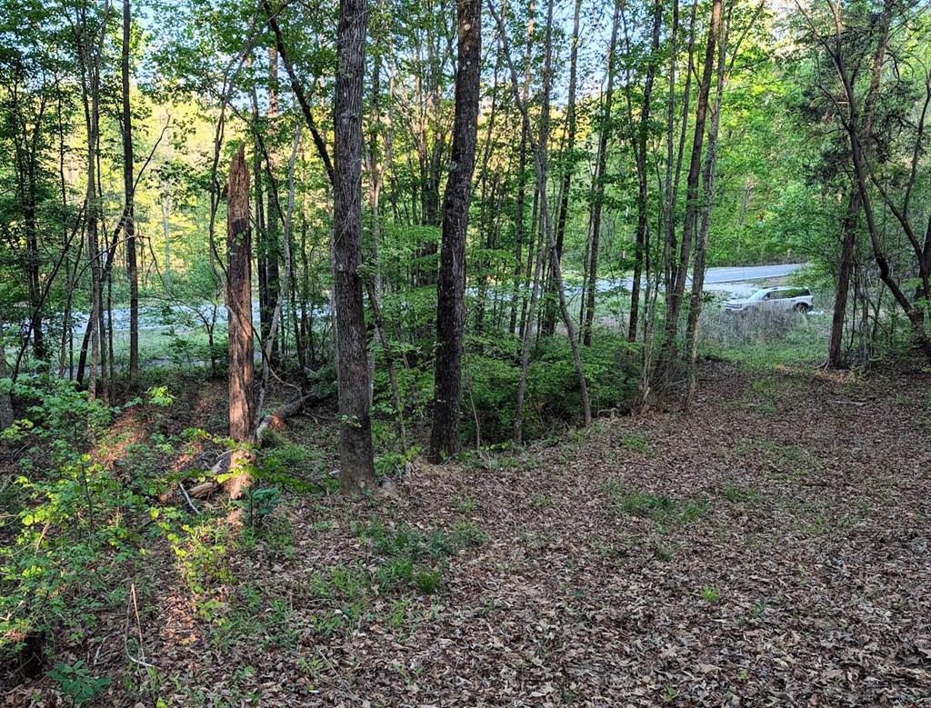 0 Ga Highway Hamilton, GA 31811 - Photo 3 of 20 a view of a forest that has large trees
