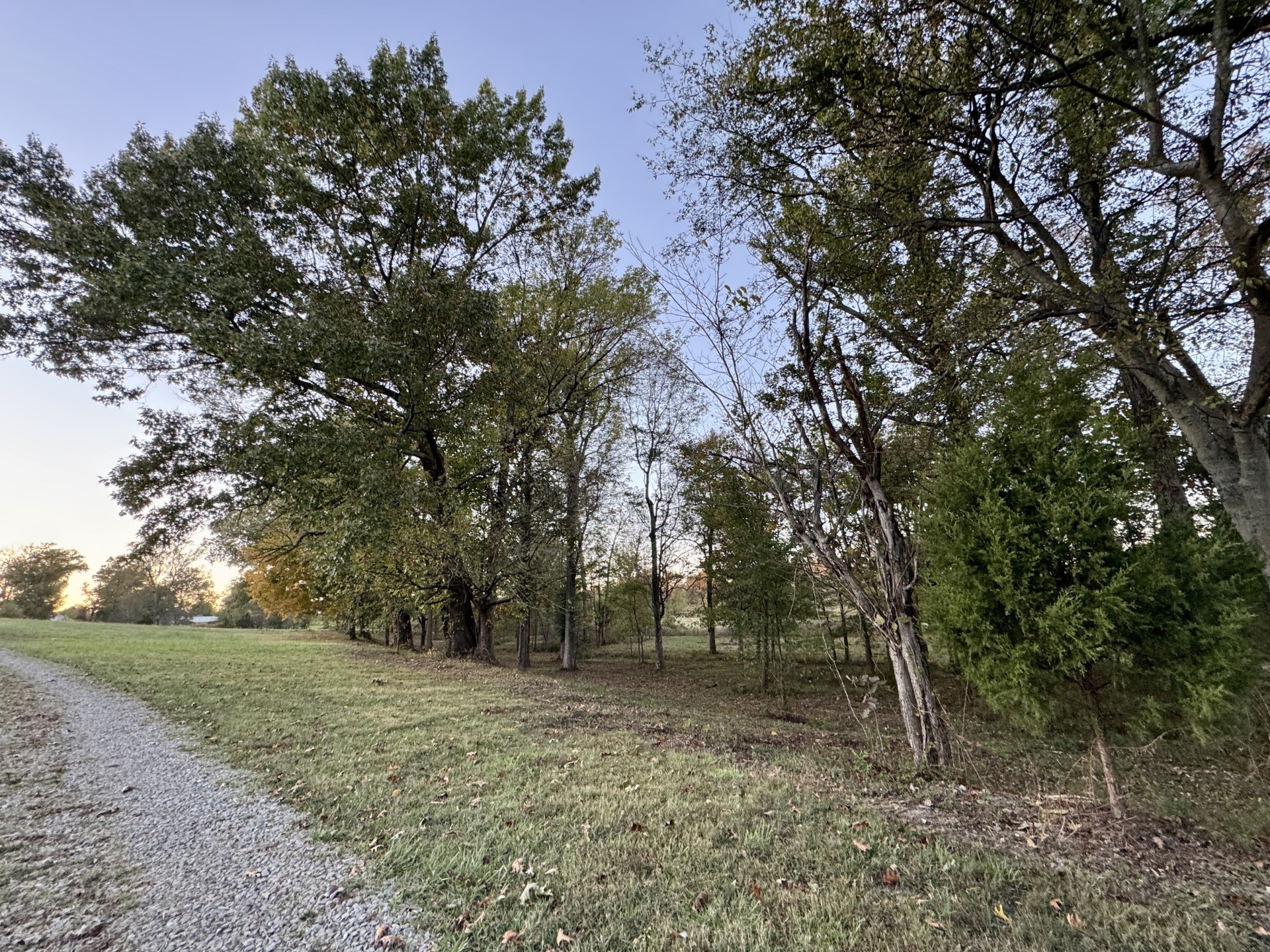 418 Creekmore Road Cottontown, TN 37048 - Photo 48 of 60 a view of a forest with trees in the background
