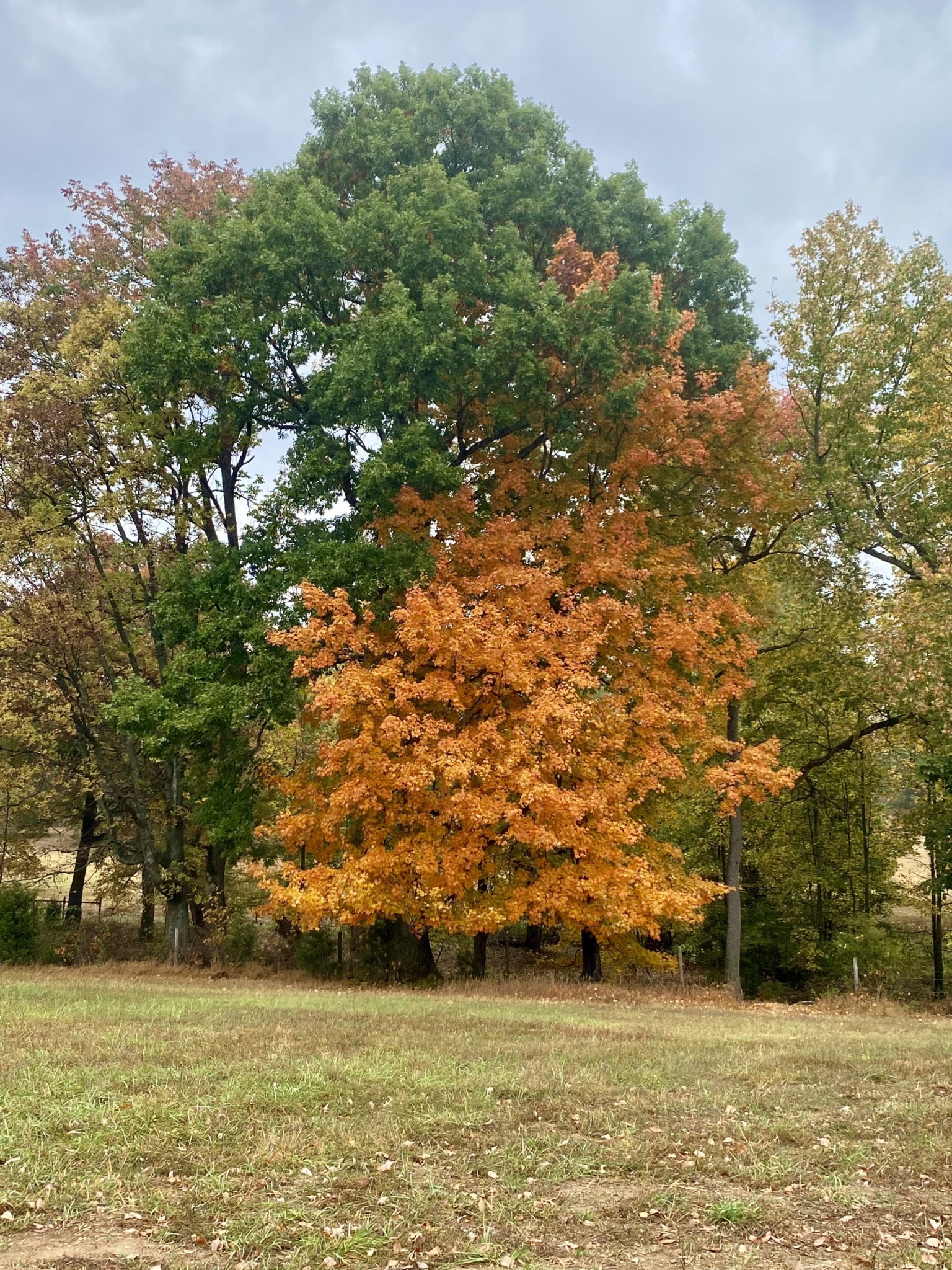418 Creekmore Road Cottontown, TN 37048 - Photo 52 of 60 a view of a large tree with an outdoor space
