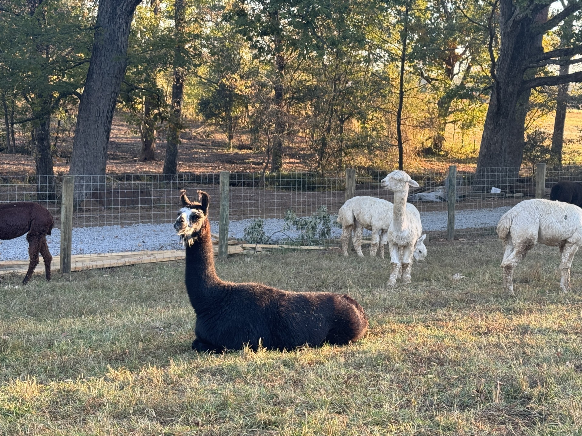 418 Creekmore Road Cottontown, TN 37048 - Photo 58 of 60 a view of a backyard with large trees