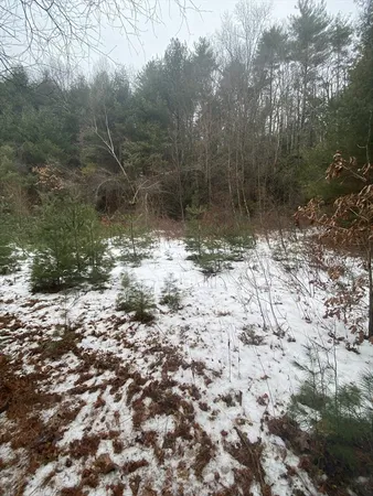 a view of a yard with a tree