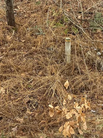 a view of a forest with trees in the background