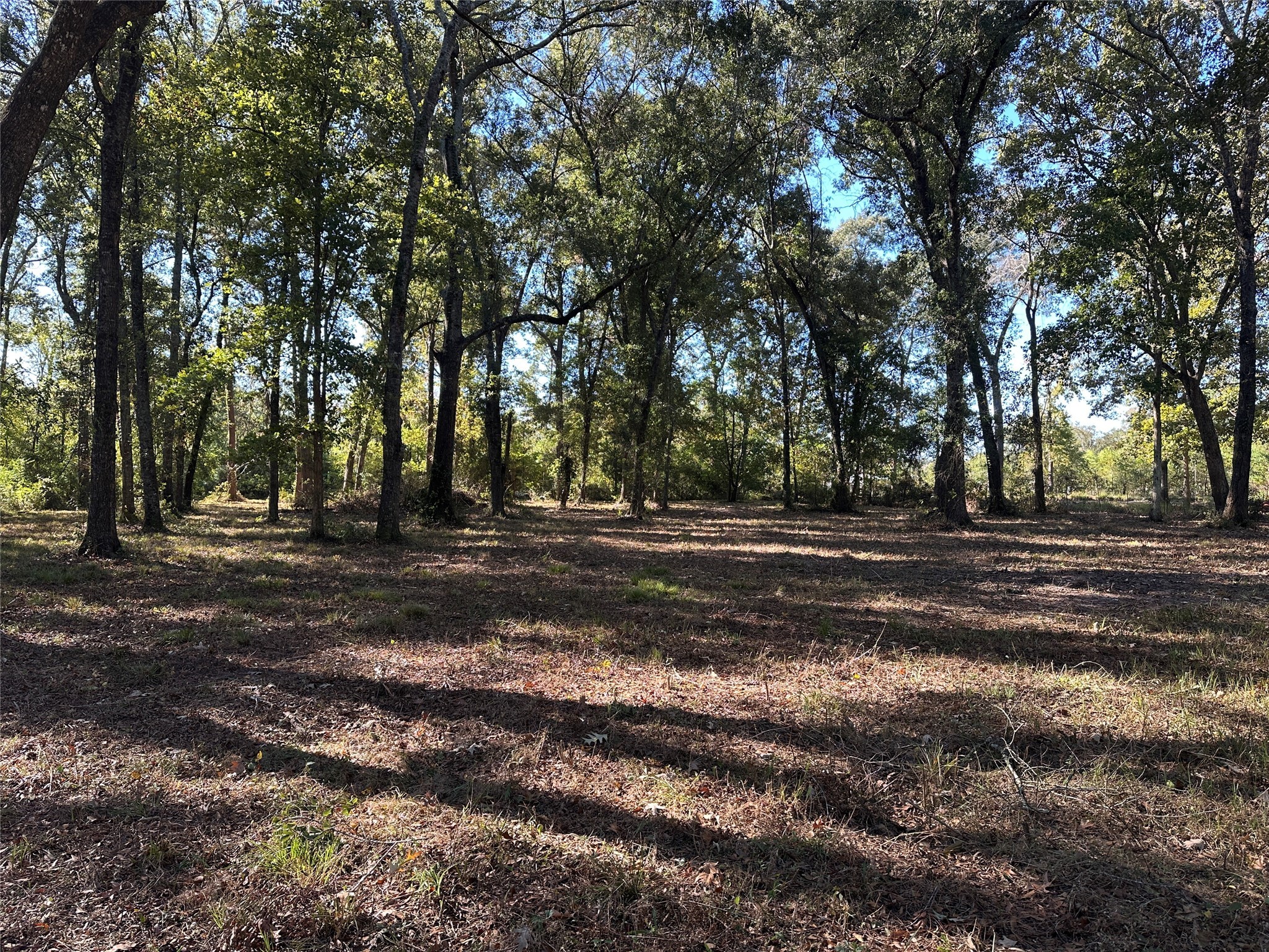 27316 Frye Road Splendora, TX 77372 - Photo 3 of 7 a view of outdoor space with trees
