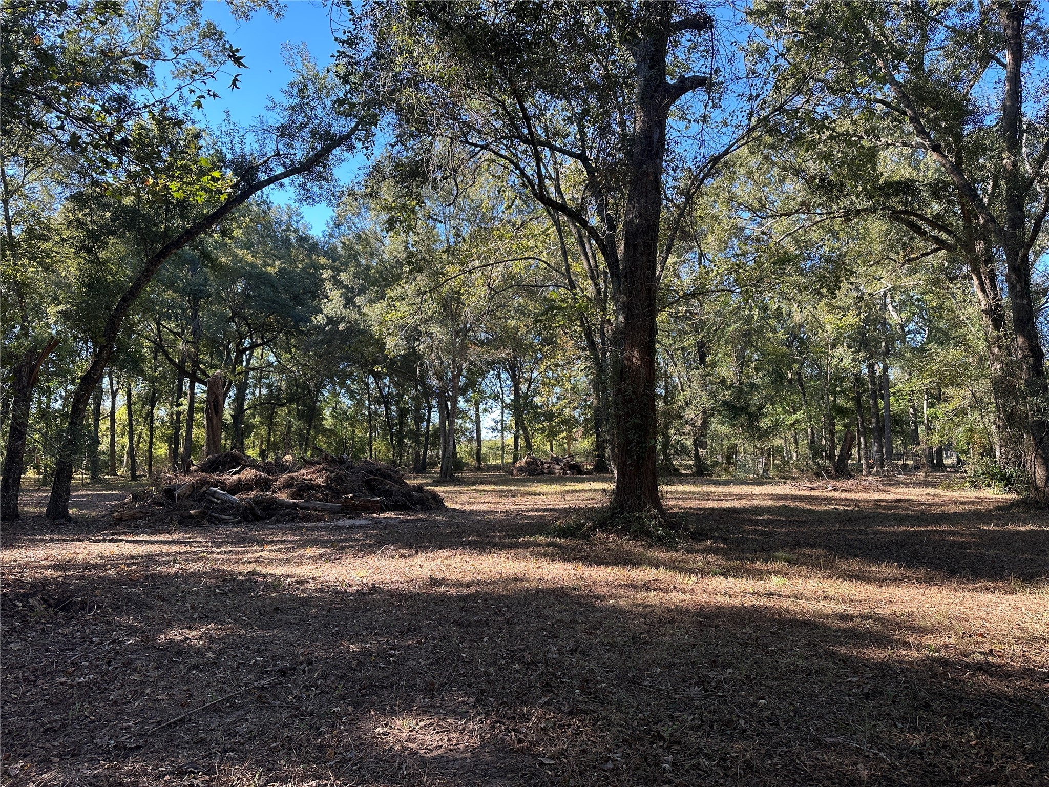 27316 Frye Road Splendora, TX 77372 - Photo 5 of 7 a view of dirt yard with a large tree