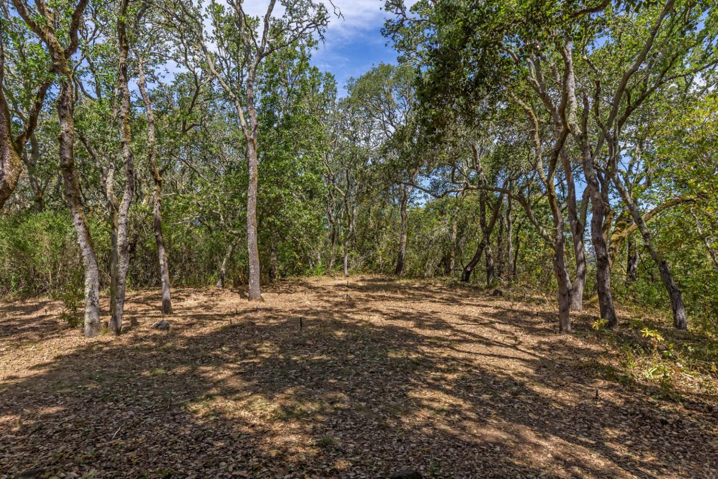 110 Farm Road Woodside, CA 94062 - Photo 6 of 21 a backyard of a house with lots of green space