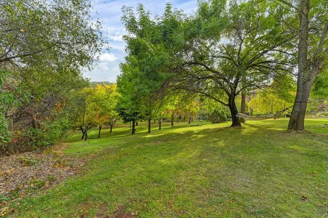 a view of a tree in a park