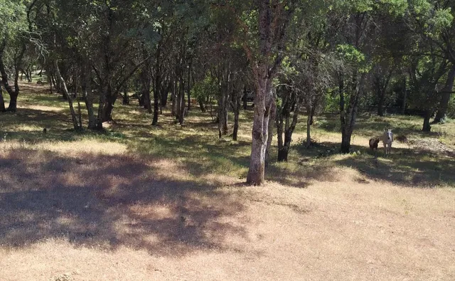 a view of road with trees