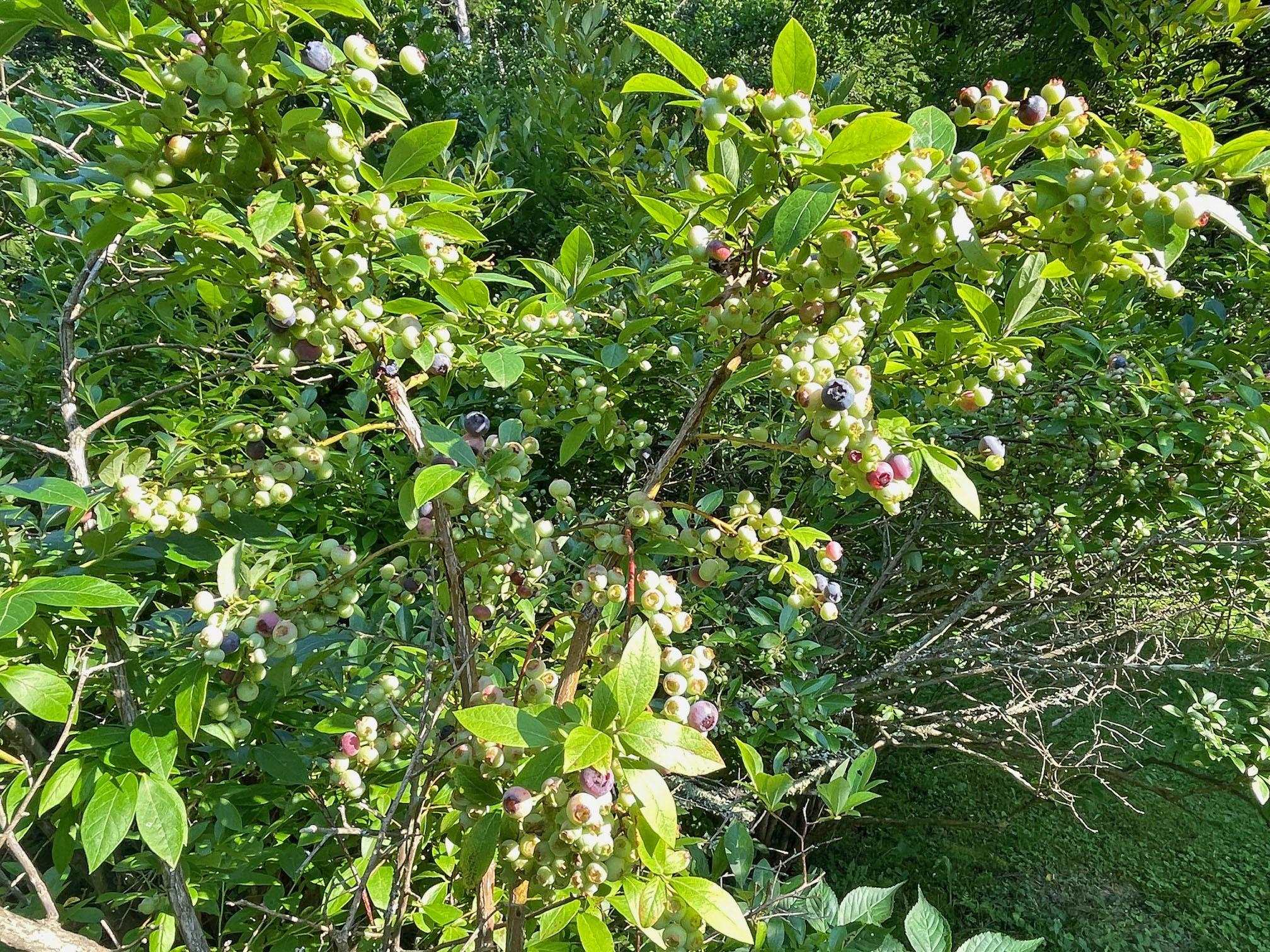 4296 Center Fayston Road Fayston, VT 05660 - Photo 45 of 48