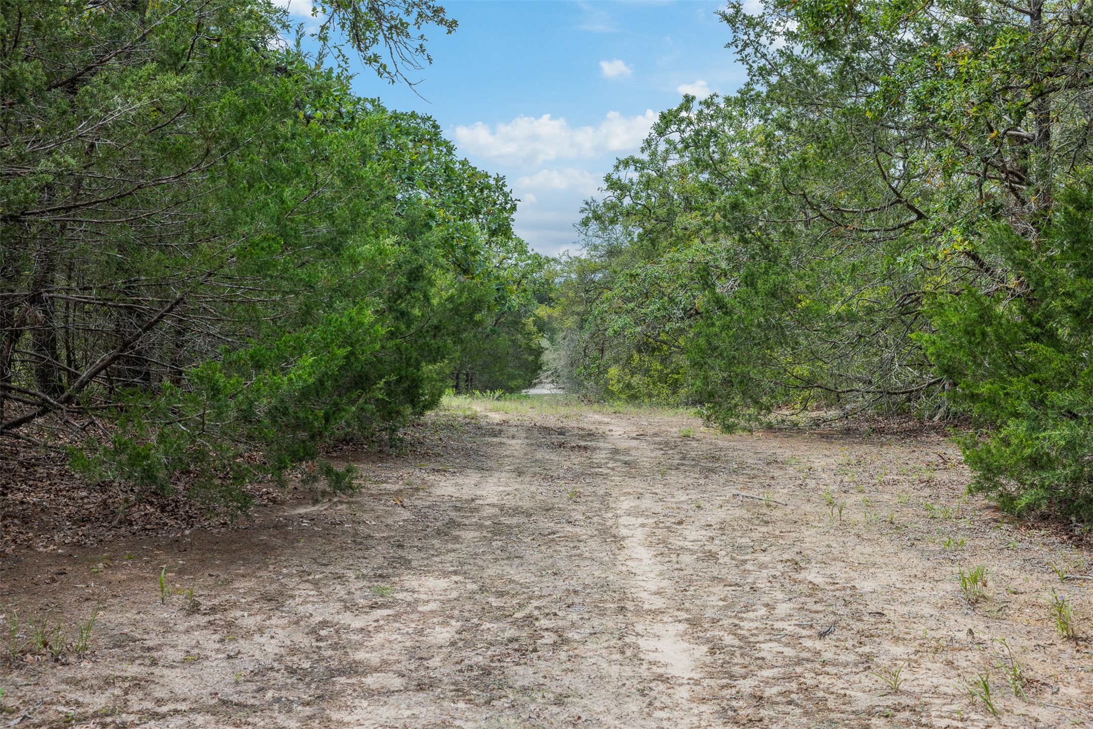 622 Red Rock Ranch Road Red Rock, TX 78662 - Photo 30 of 46 a view of a forest with trees in the background