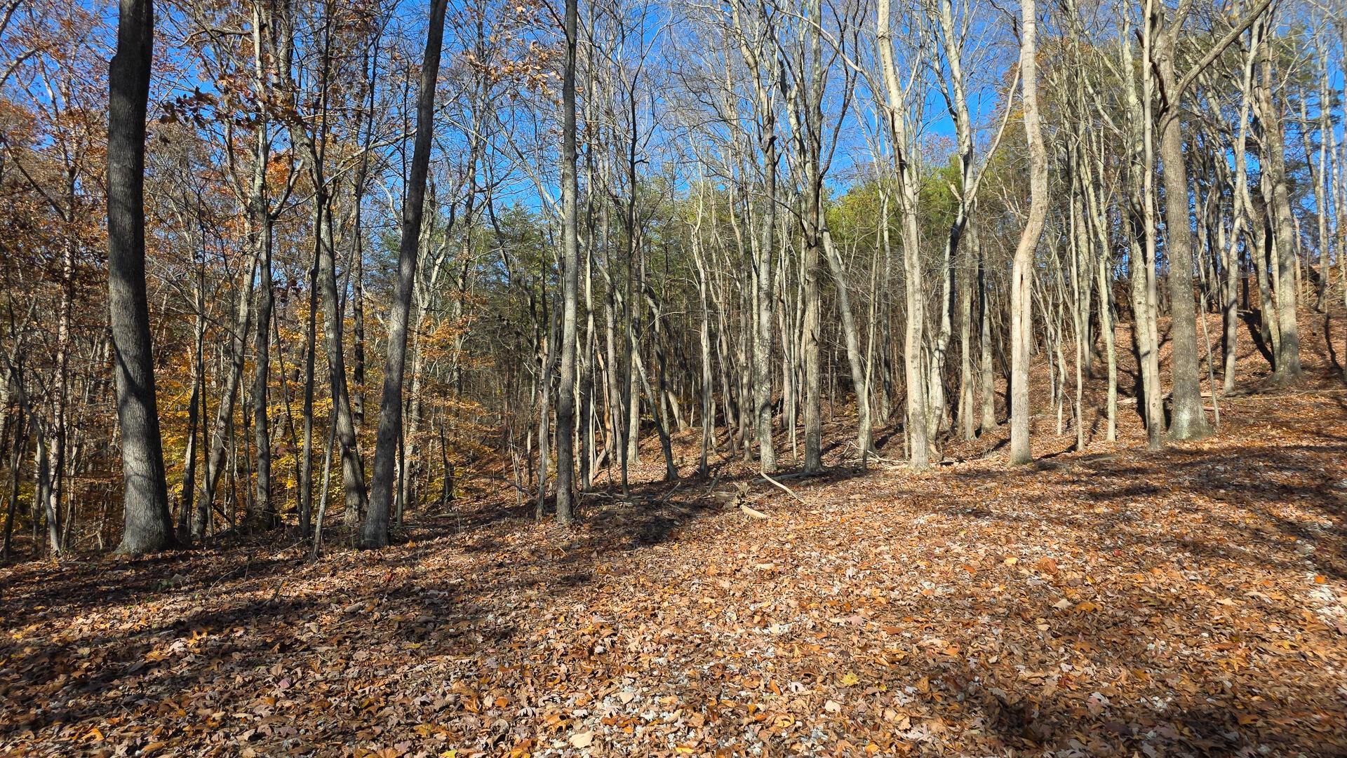 680 Nibert Road, Unit PONDS POPLAR RIDGE TRACT 10) Gallipolis, OH 45631 - Photo 24 of 46 CT-24