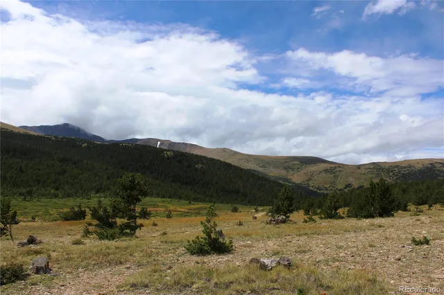 a view of a yard with a large tree