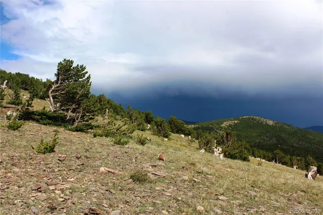 a view of a backyard with plants