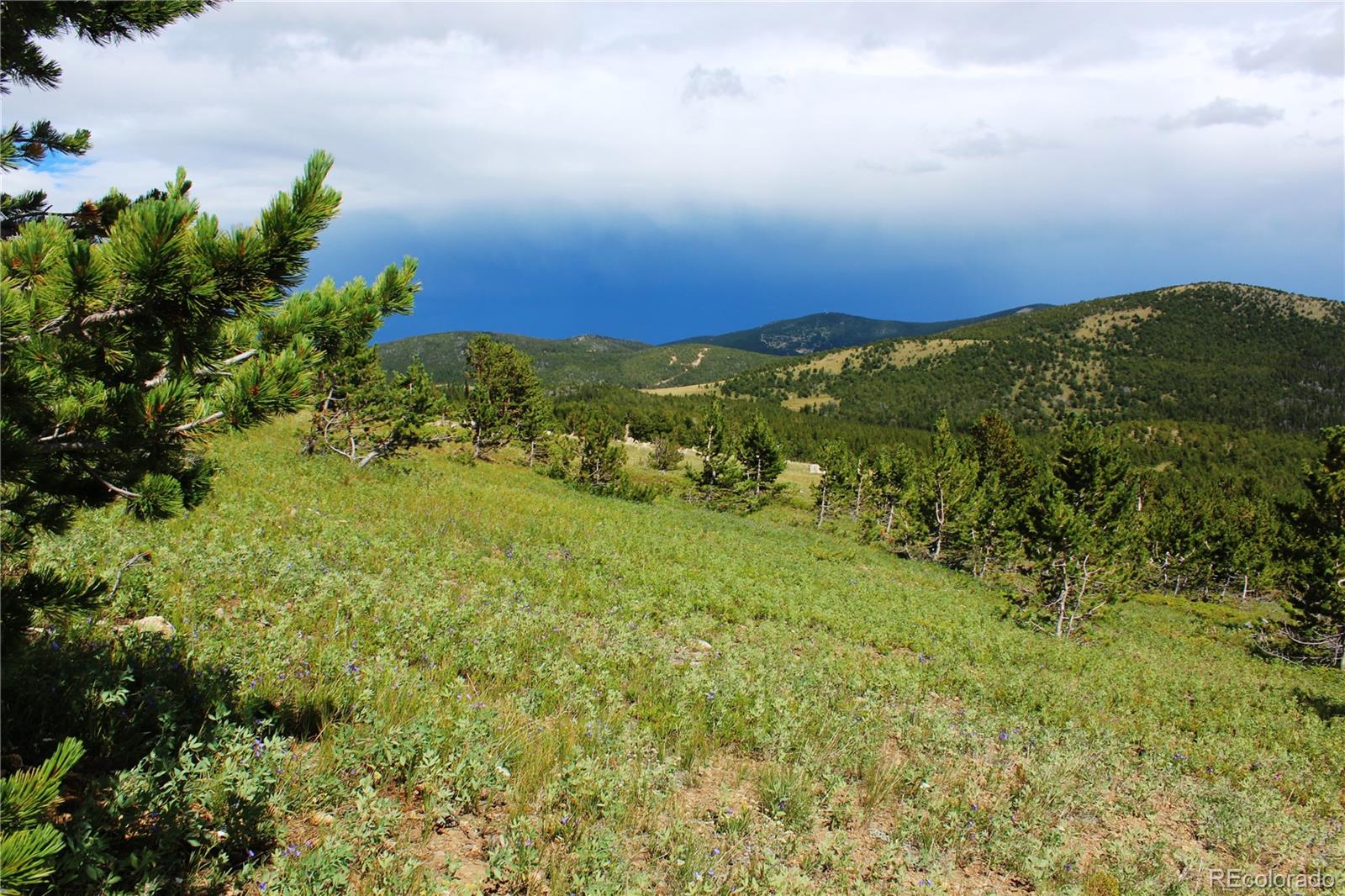 0 Kingston Peak Road Idaho Springs, CO 80452 - Photo 18 of 38 a view of a green field with lots of bushes