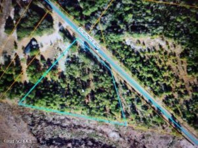 a close up of a tree